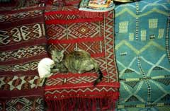 絨毯の上でくつろぐ猫